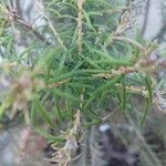 Banksia ericifolia Feuille