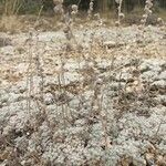 Artemisia pedemontana Habit