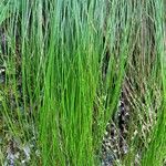 Festuca flavescens Hoja