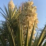 Yucca schidigera Floare