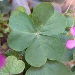 Oxalis debilis 葉