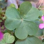 Oxalis debilis Folla