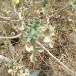 Solanum linnaeanum Leaf