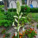 Ornithogalum candicans Cvet