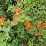 Bauhinia galpinii Habitat