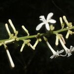 Angostura granulosa Kwiat