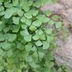 Adiantum capillus-veneris Hoja