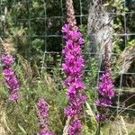 Lythrum virgatum Flower