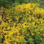 Genista lydia Habitatea