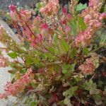 Rumex cyprius Flower