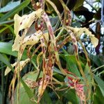 Brassia caudata फूल