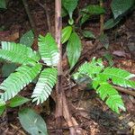 Pentaclethra eetveldeana Habit