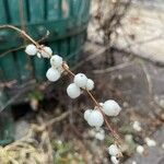 Symphoricarpos albus Frucht