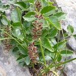 Paederota bonarota Fula