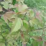 Viburnum sargentii Leaf