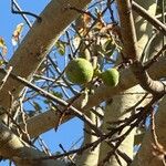 Ficus sur Fruto