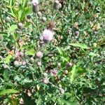 Cirsium arvenseList