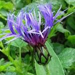 Centaurea montana Flor