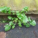 Sonchus oleraceus Blatt