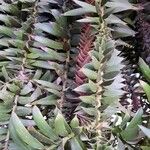 Araucaria bidwillii Blatt