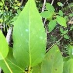 Aristotelia chilensis Fuelha