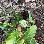 Banksia ilicifoliaBlomma