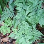 Gymnocarpium robertianum Hábito