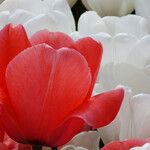 Tulipa gesneriana Blüte