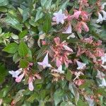 Abelia x grandiflora Flower