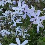 Phlox divaricata Λουλούδι