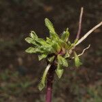 Werneria pectinata Other
