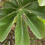 Cecropia peltata Liść