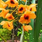 Dendrobium chrysotoxum Flower