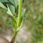 Medicago polymorpha Ŝelo