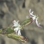 Silene nicaeensis Fleur