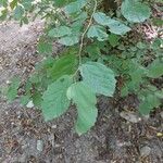 Hamamelis virginianaLeaf