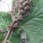 Lactuca alpina Bloem