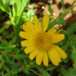 Emilia discifolia 花