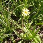 Krigia dandelion Habitus