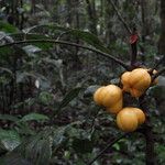 Turraeanthus longipes Fruto
