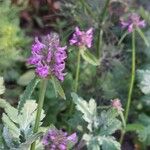 Betonica officinalis Flower