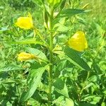 Oenothera parvifloraFlor