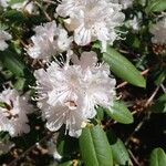 Rhododendron minus 花