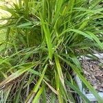 Dianella caerulea Folha