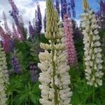 Lupinus × regalis Fiore