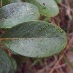 Pleurostylia pachyphloea 葉