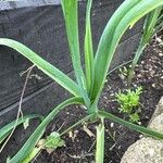 Allium ampeloprasum Liść