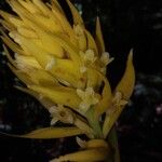 Coccineorchis standleyi Flor