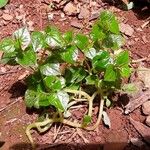 Peperomia pellucida Ліст