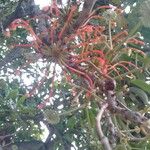 Stenocarpus sinuatus Virág